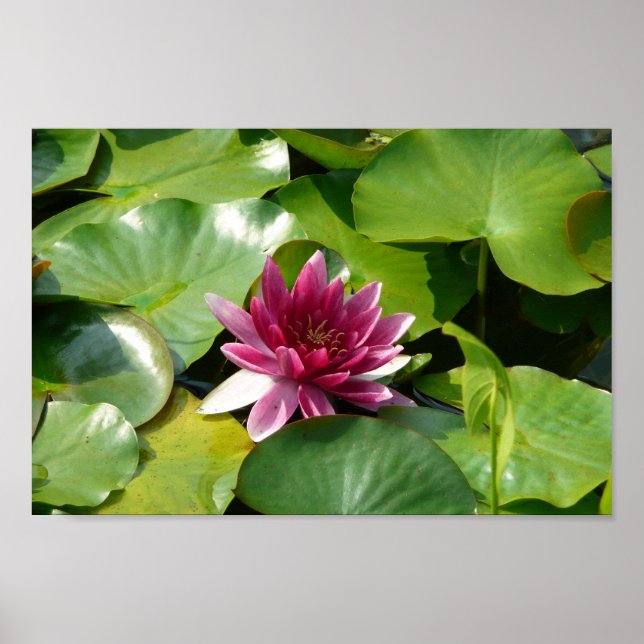 The Blooming Pink Waterlily Poster (Front)