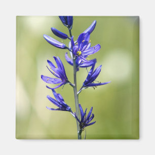 The blossom of a camas lily in Valley County, Magnet