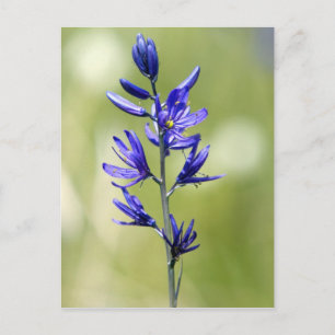 The blossom of a camas lily in Valley County, Postcard