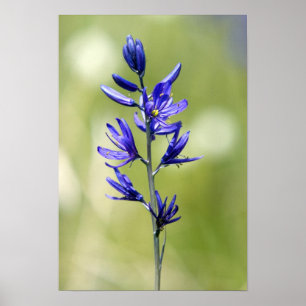 The blossom of a camas lily in Valley County, Poster