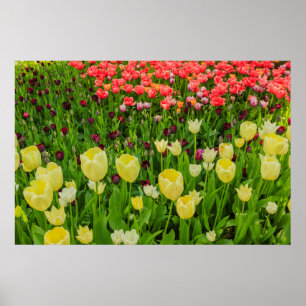 the blossoming of tulips in a park poster paper