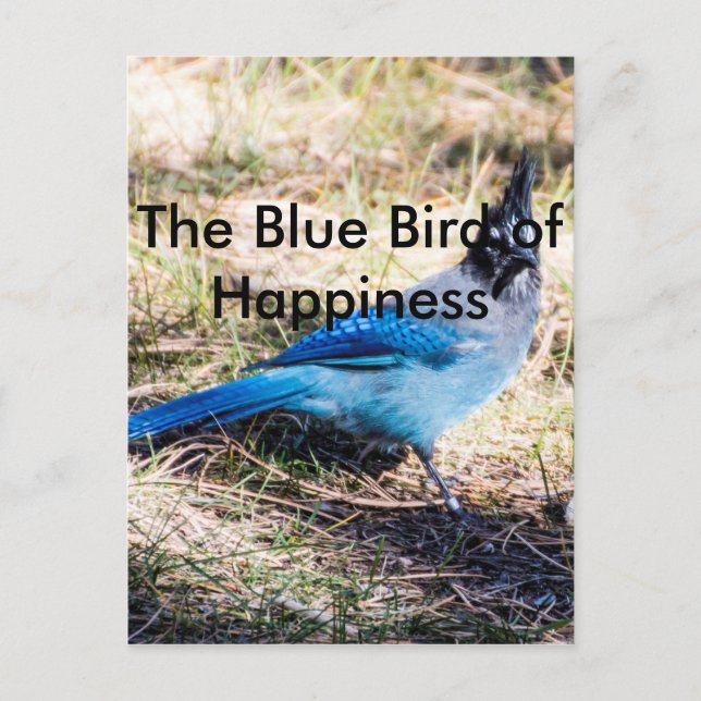 The Blue Bird of Happiness Postcard (Front)