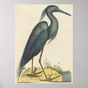 The Blue Heron Print by Mark Catesby