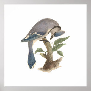 The Blue Jay	(Garrulus cristatus) Poster