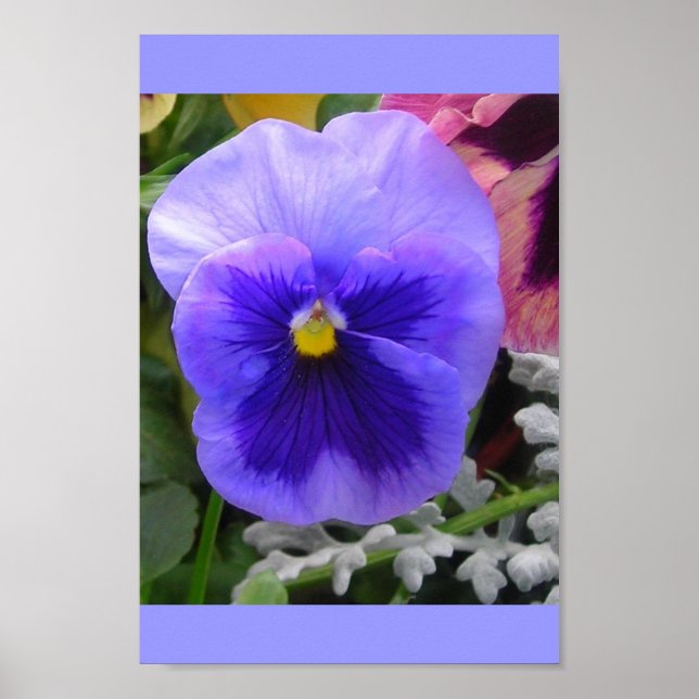 The Blue Pansy Poster (Front)