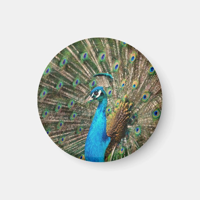 The blue peacock magnet (Front)