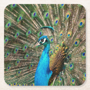 The blue peacock square paper coaster