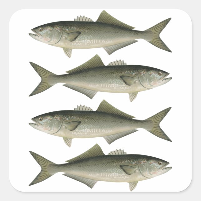 The Bluefish Fishing Adventure Square Sticker (Front)