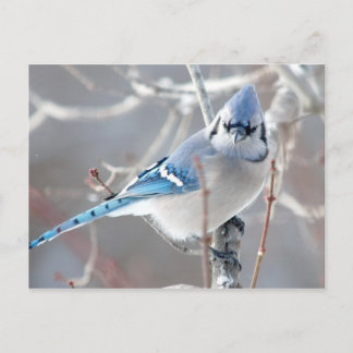 The Bluejay 1 Postcard