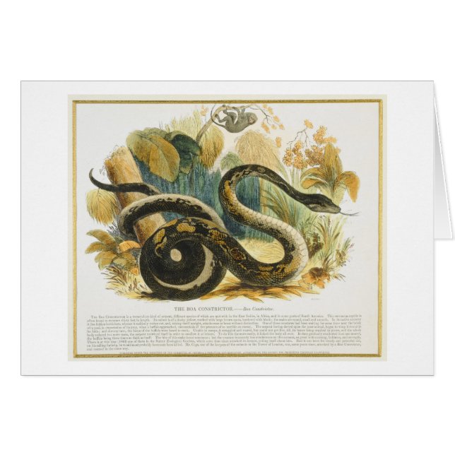 The Boa Constrictor, educational illustration pub. (Front Horizontal)
