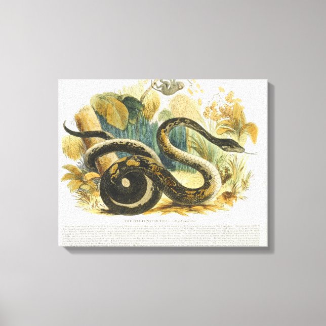 The Boa Constrictor, educational illustration pub. Canvas Print (Front)