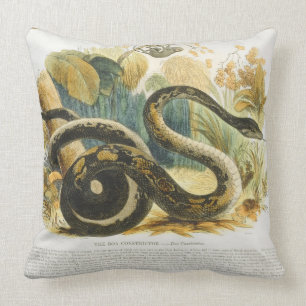 The Boa Constrictor, educational illustration pub. Cushion