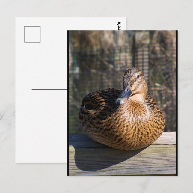 The Boardwalk Beauty Postcard (Front/Back)