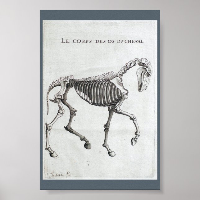 The bones of a horse poster (Front)