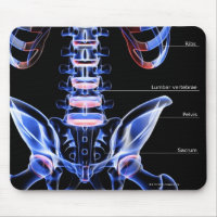 The bones of the lower back