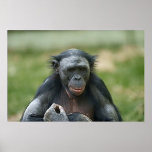 The Bonobo's Gaze Poster