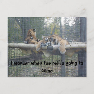 The Bored Tiger Postcard