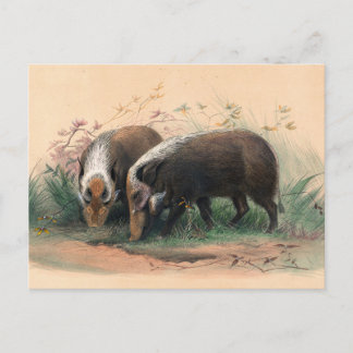 The Bosch-Vark by Joseph Wolf Postcard