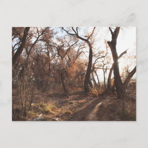 "The Bosque Choir" Postcard