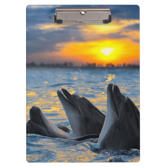 The bottle-nosed dolphins in sunset light clipboard (Front)