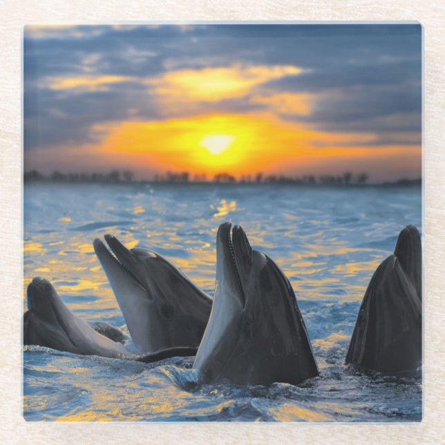 The bottle-nosed dolphins in sunset light glass coaster (Front)