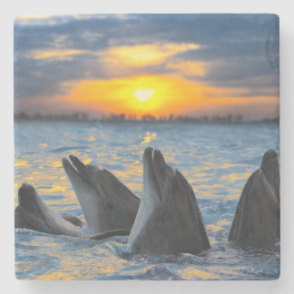 The bottle-nosed dolphins in sunset light stone coaster