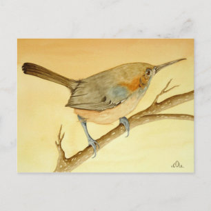 The Brazilian Wren on a branch Postcard