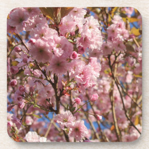 The bright Spring colour of cherry blossom Coaster