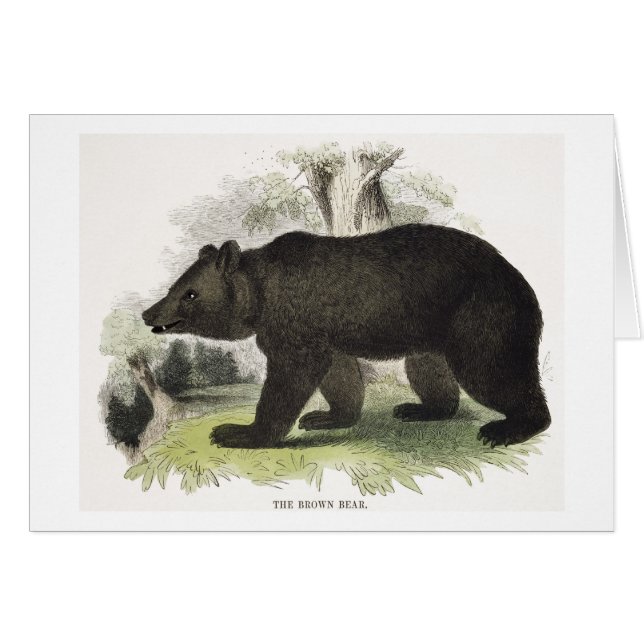 The Brown Bear, educational illustration pub. by t (Front Horizontal)