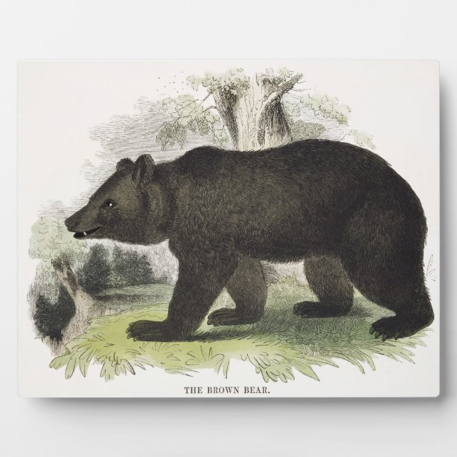 The Brown Bear, educational illustration pub. by t Plaque (Front)