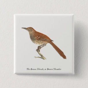 The Brown Thrush or Brown Thrasher, New York Birds 15 Cm Square Badge