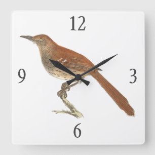 The Brown Thrush or Brown Thrasher, New York Birds Square Wall Clock