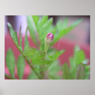 The Bud Poster