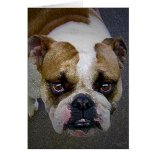 The Bulldog