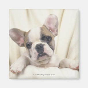 The Bulldog, often called the English Bulldog, 2 Magnet