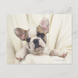 The Bulldog, often called the English Bulldog, 2 Postcard