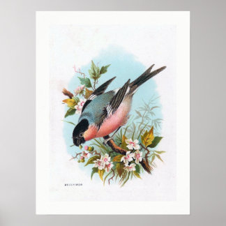 "The Bullfinch" Poster