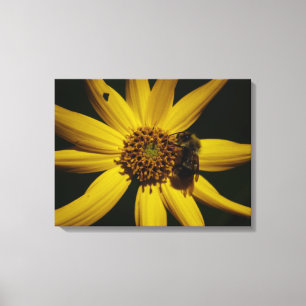 The Bumble and the Sunflower Canvas Print