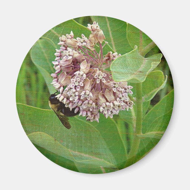 The Bumble Bee on The Milkweed Magnet (Front)