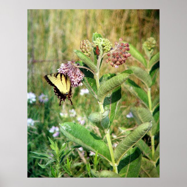 The Butterfly and Milkweed Poster (Front)