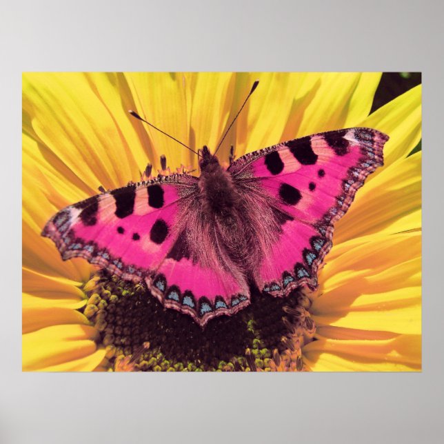 The Butterfly is a Flying Flower Poster (Front)