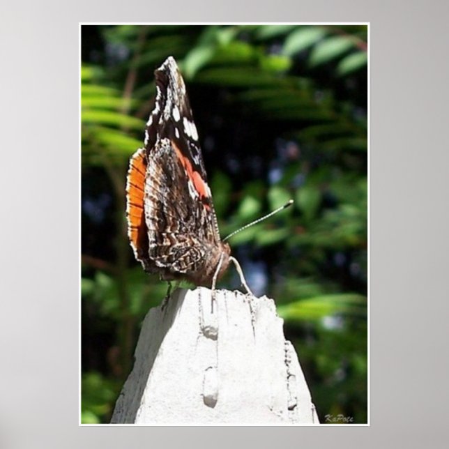 The Butterfly Post Poster (Front)