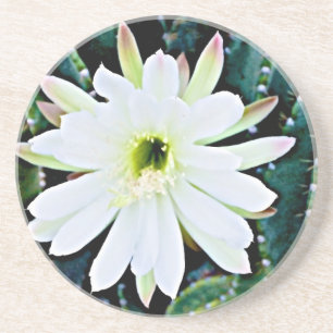 The Cactus Coaster