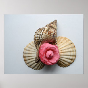 The Camellia And The Shells Poster