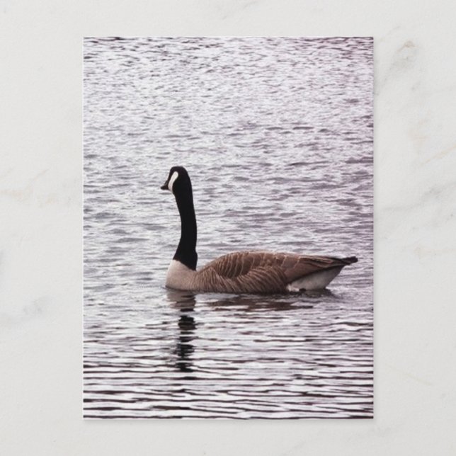 The Canada Goose  Postcard (Front)