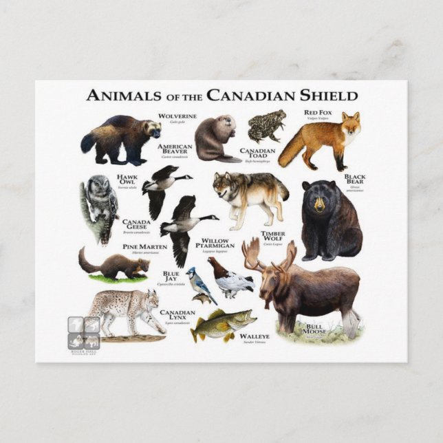 "The Canadian Shield" Postcard (Front)