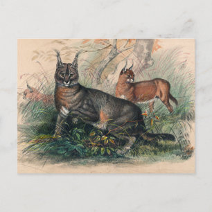The Caracal by Joseph Wolf Postcard