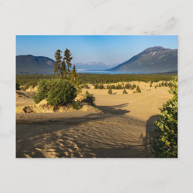 The Carcross Desert in Canada Postcard (Front)