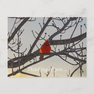 The Cardinal In The Morning Thinking Of You Postcard