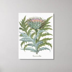 The Cardoon, from the 'Hortus Eystettensis' by Bas Canvas Print